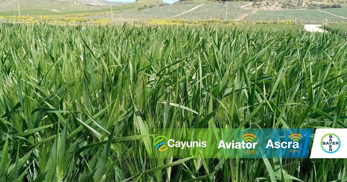 Fungicidi grano Bayer