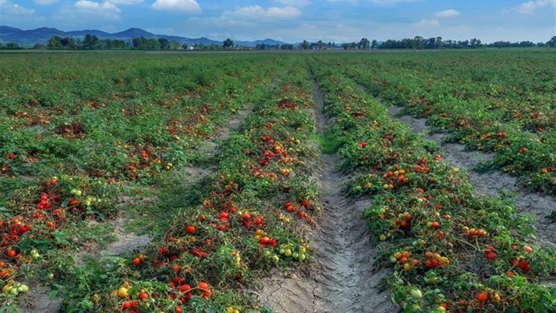 Campo pomodoro da industria