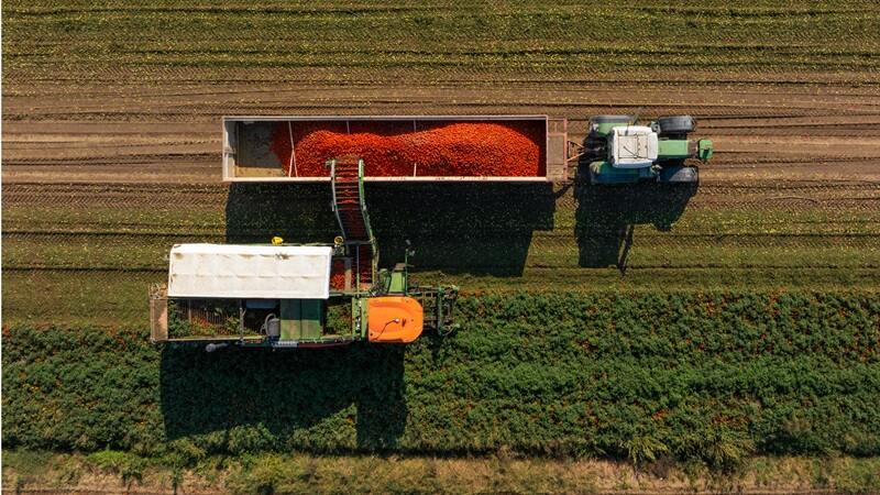Raccolta pomodoro da industria