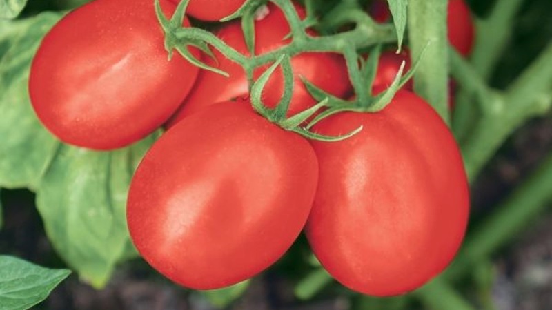 Varietà pomodoro industria