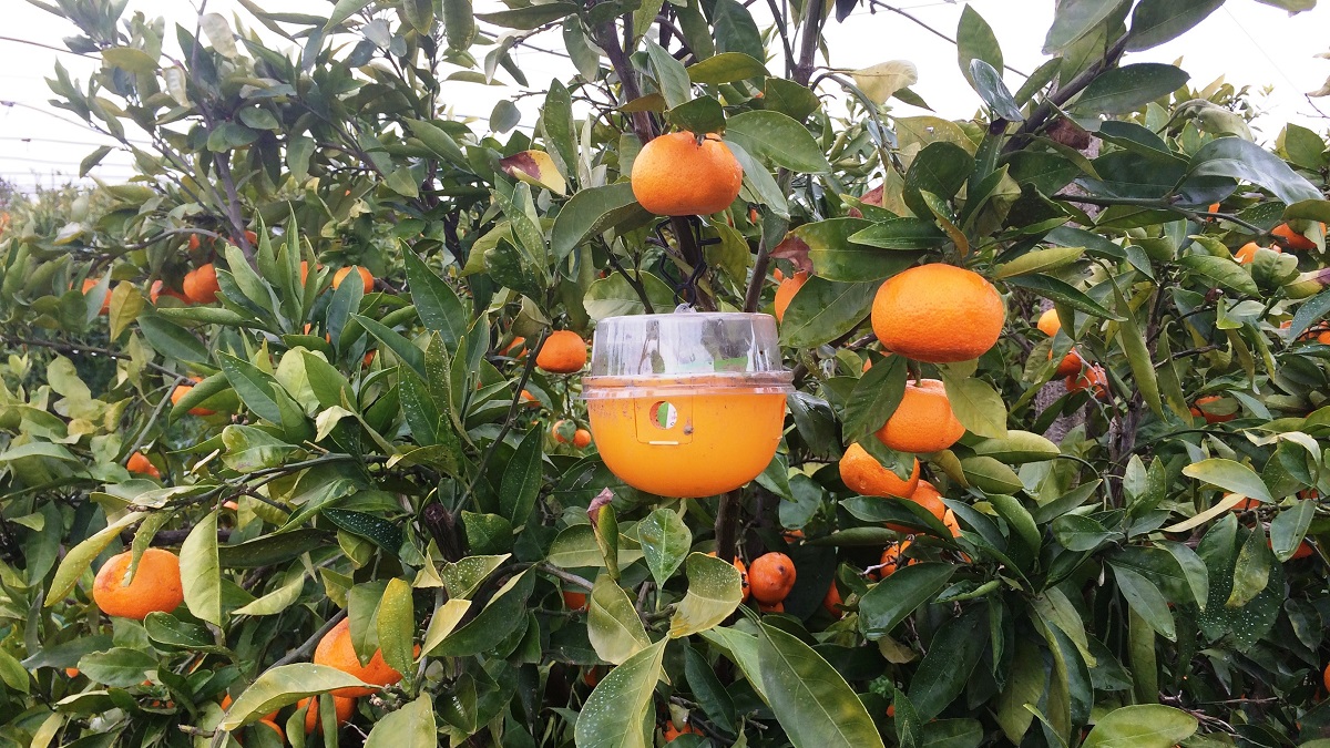 immagine trappola frutta