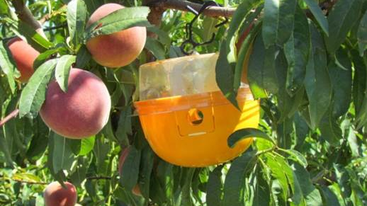 immagine trappola frutta