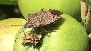 Immagine cimice asiatica melo