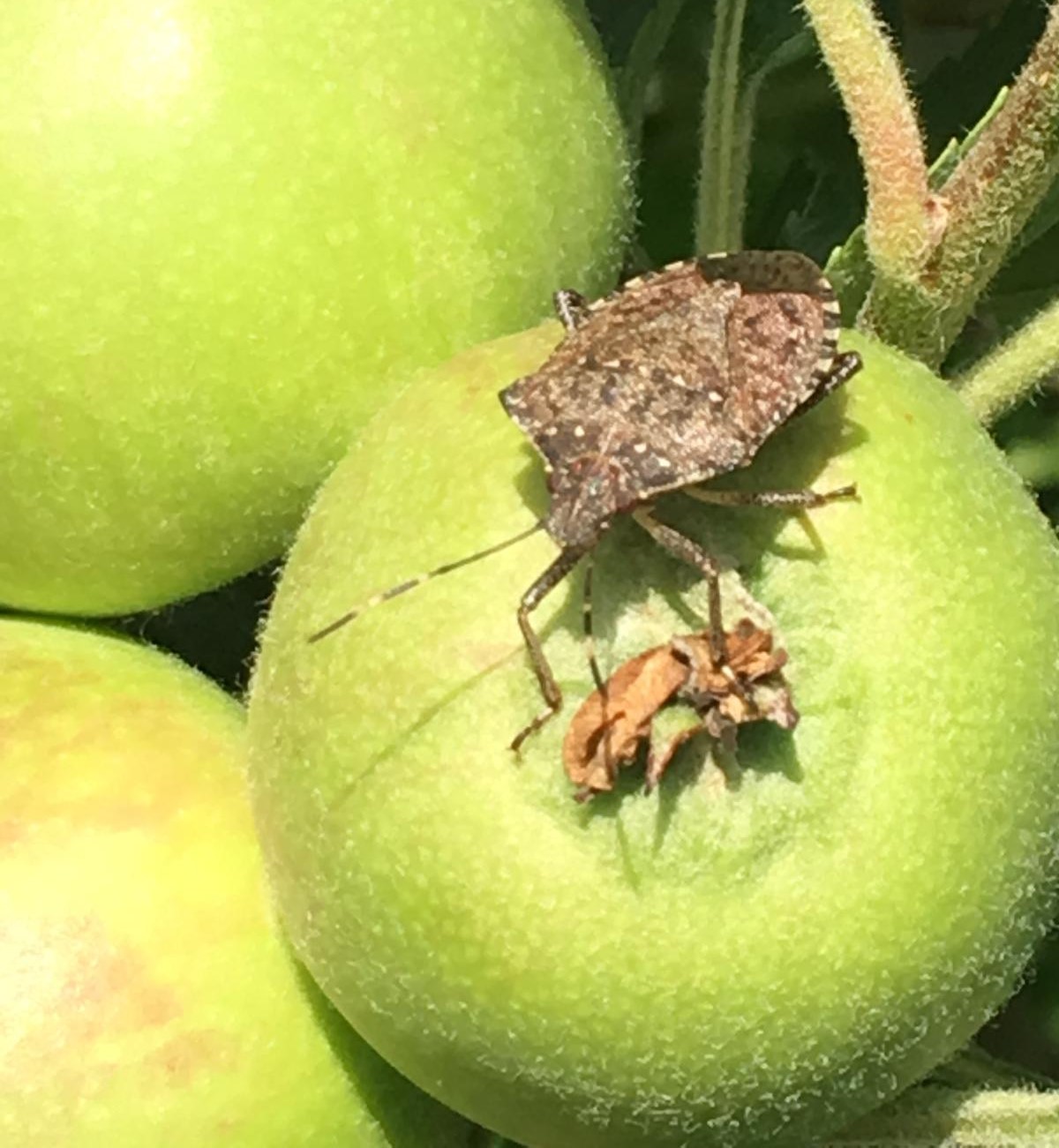 immagine cimice asiatica melo