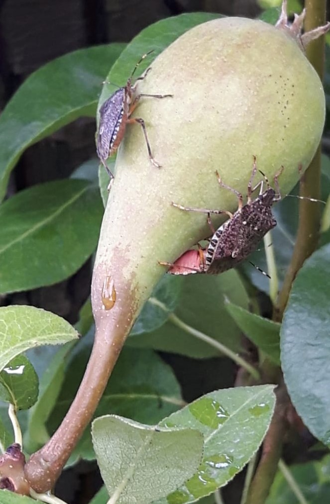 immagine cimice asiatica pero