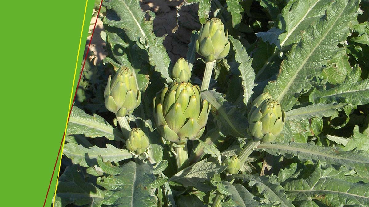 Immagine difesa carciofo