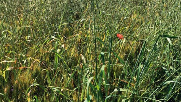 immagine infestazione avena