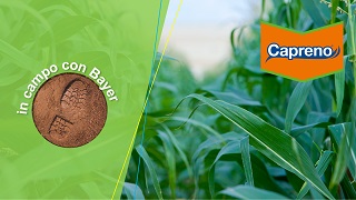 Prova in campo su Mais con Capreno