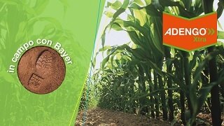 Prova in campo Adengo Xtra