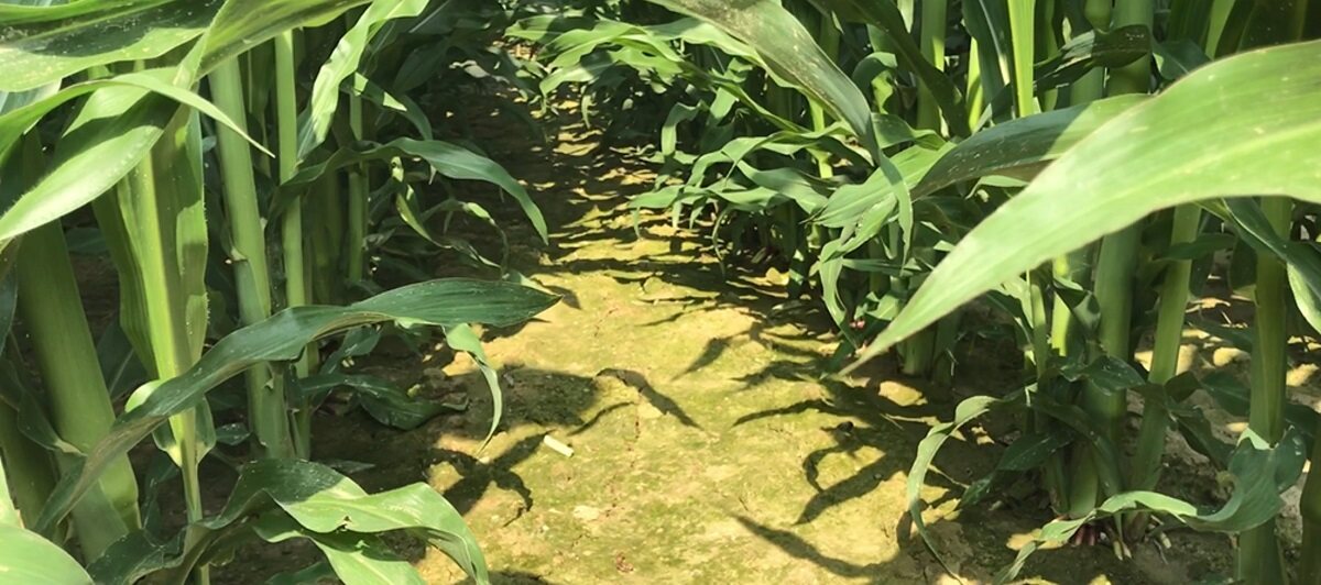 Prova in campo Adengo Xtra