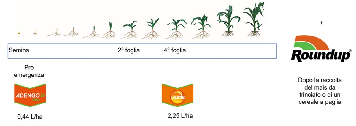 Difesa sorghetta mais