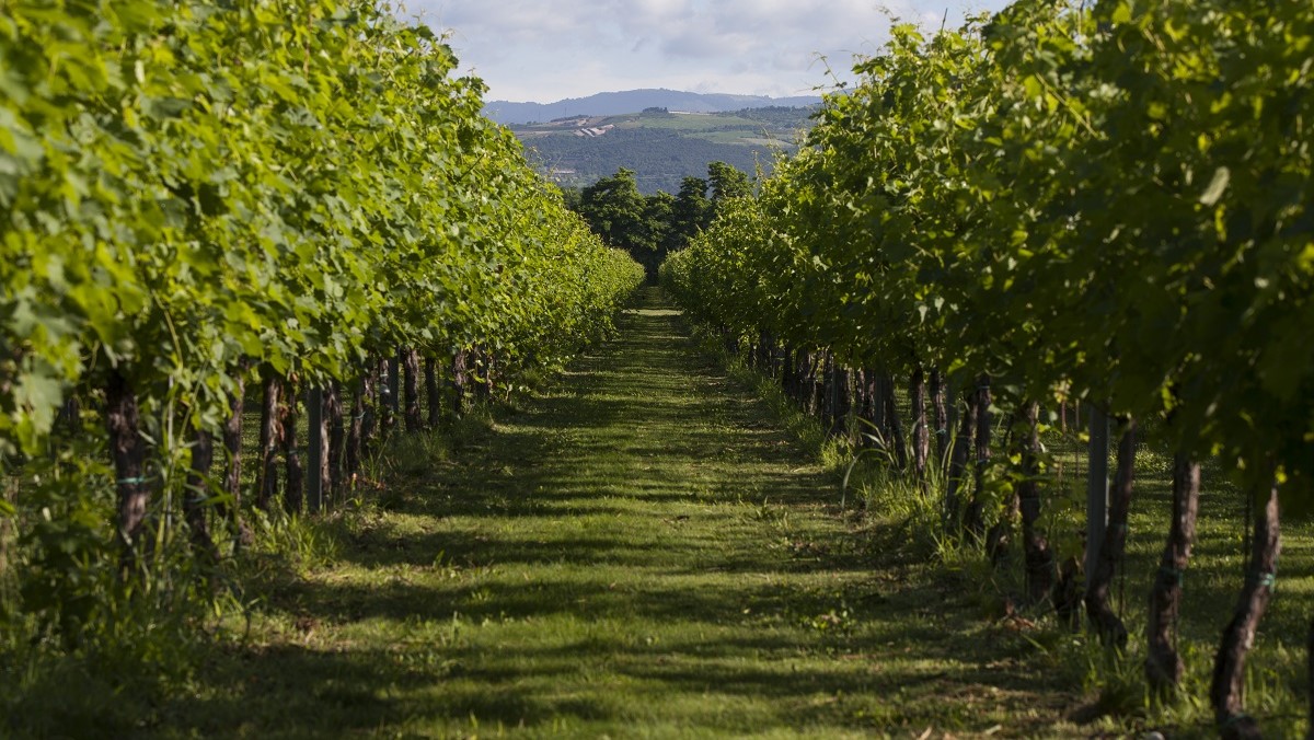 Immagine  articolo BFF