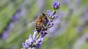 immagine ape su fiori