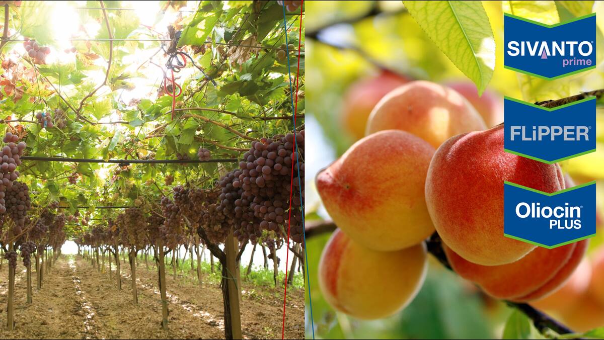 Croppingview sulla cocciniglia