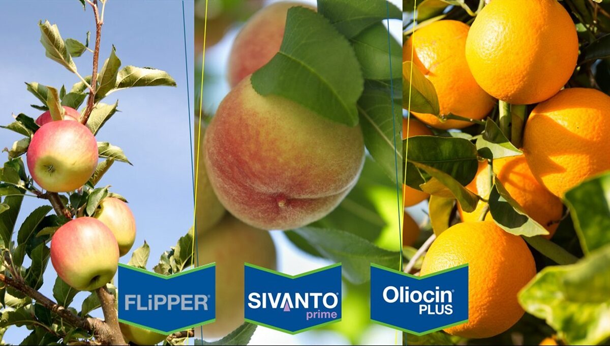 Frutticole insetti succhiatori