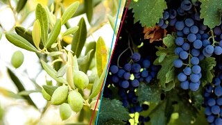 Da Bayer tre nuove Linee di Difesa