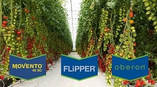 La strategia Bayer contro l'eriofide rugginoso del Pomodoro da mensa