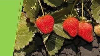 Da Bayer la nuova linea di difesa per la Fragola