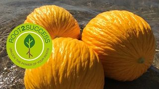Una gestione moderna ed integrata per la coltura del melone in Italia!