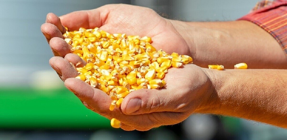 Granella di mais