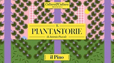 immagine pino piantastorie