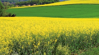 colza
