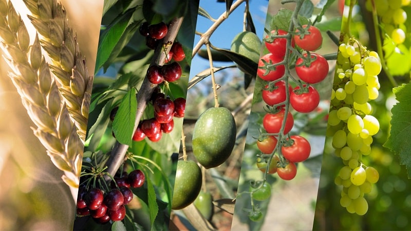 Ambition Aktivator brochure multicrop