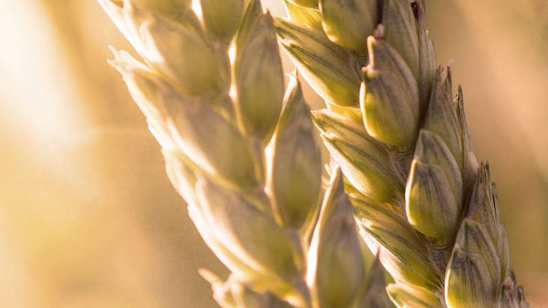 Ambition Aktivator cereali