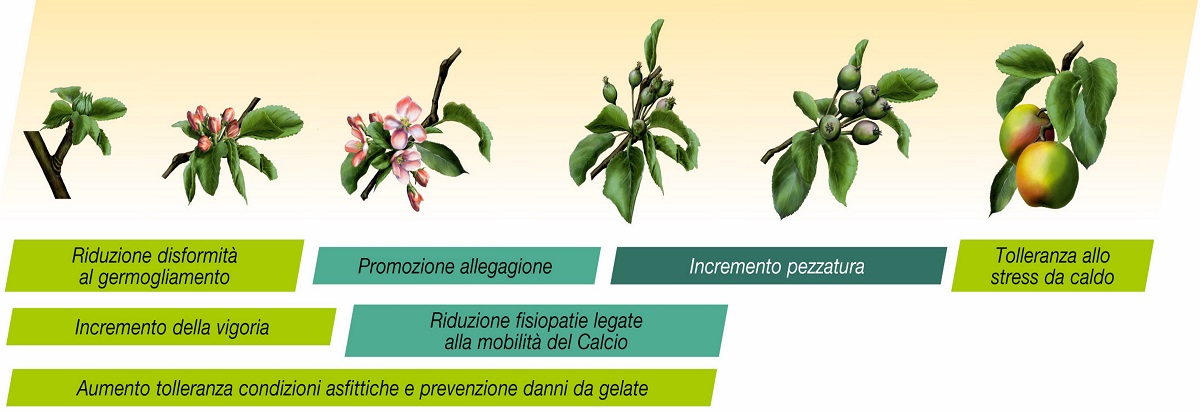 Ambition Aktivator impiego su pomacee