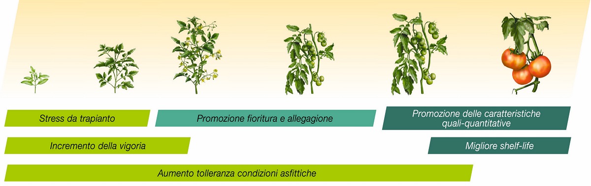 Ambition Aktivator impiego su pomodoro