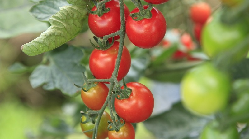 Ambition Aktivator pomodoro