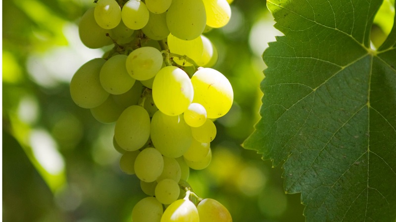 Ambition Aktivator vite