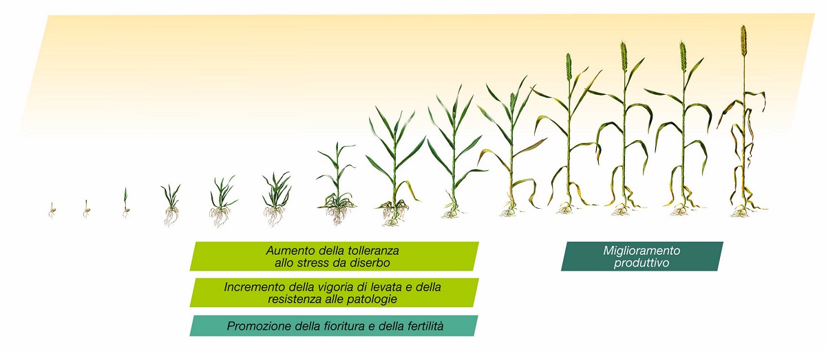 Ambition Aktivator impiego su cereali