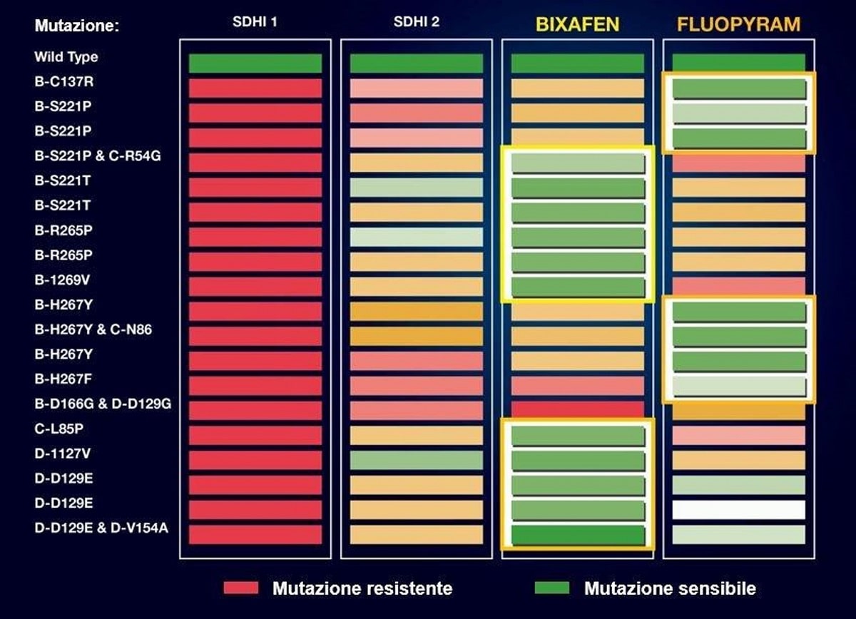 Ascra Xpro resistenze