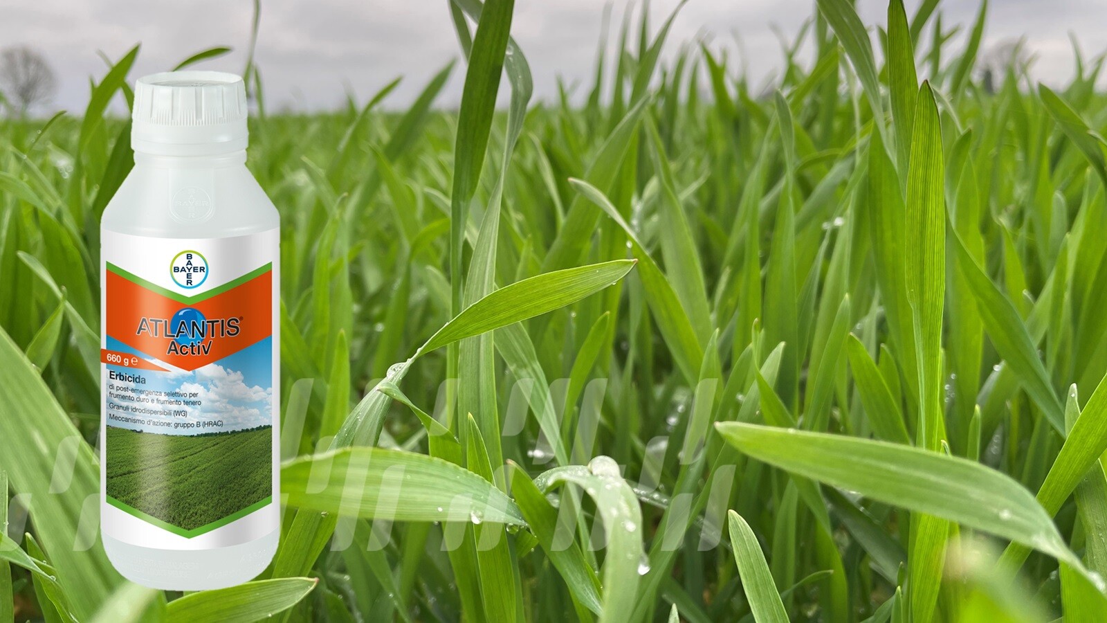 Atlantis Activ su grano