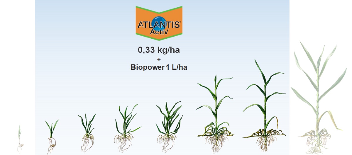 Erbicida per la difesa precoce del frumento