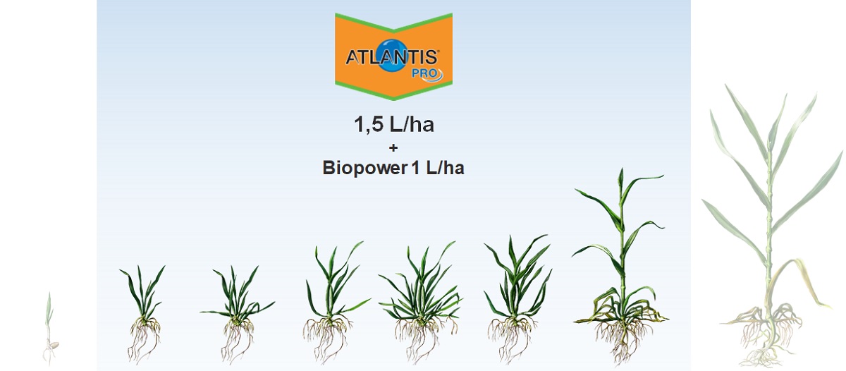 Impiego Atlantis Pro