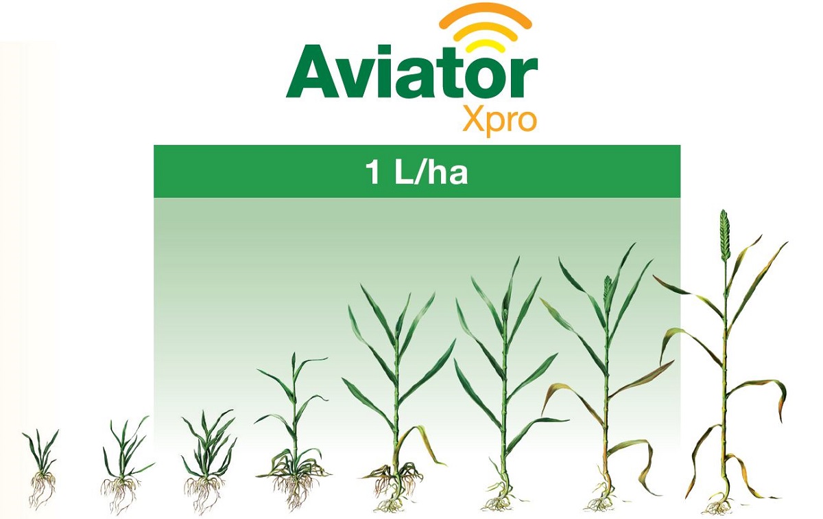 Aviator Xpro Fungicida per cereali