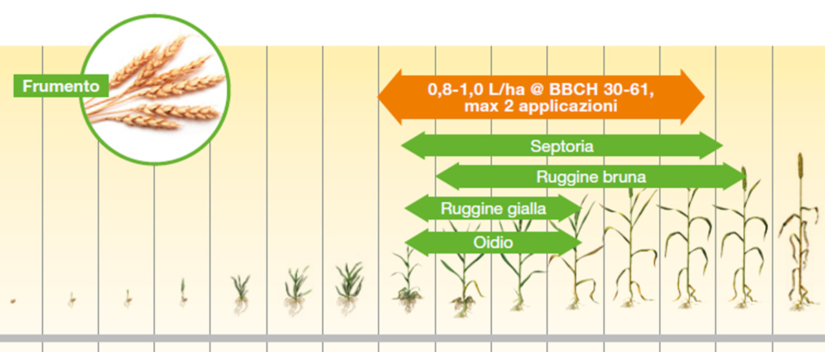 applicazione su frumento