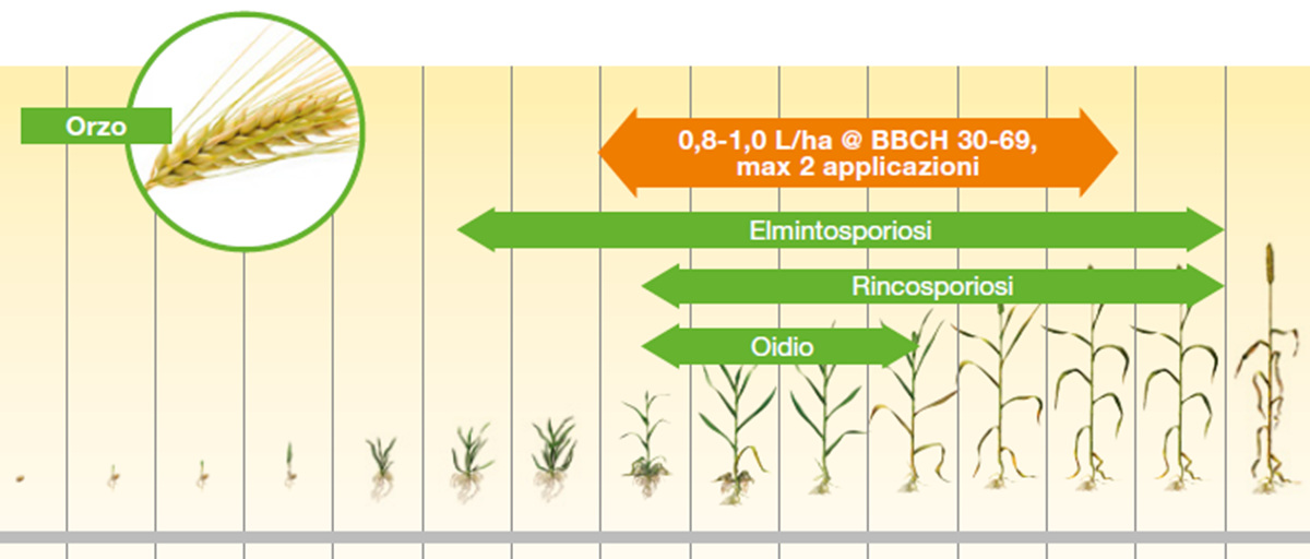applicazione su orzo