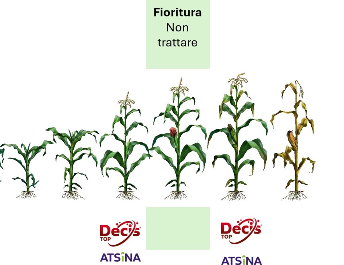 decis top e etsina