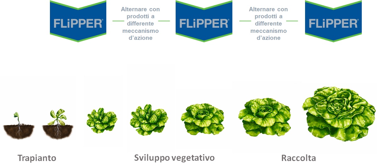 Insetticida biologico per difesa delle colture orticole da acari