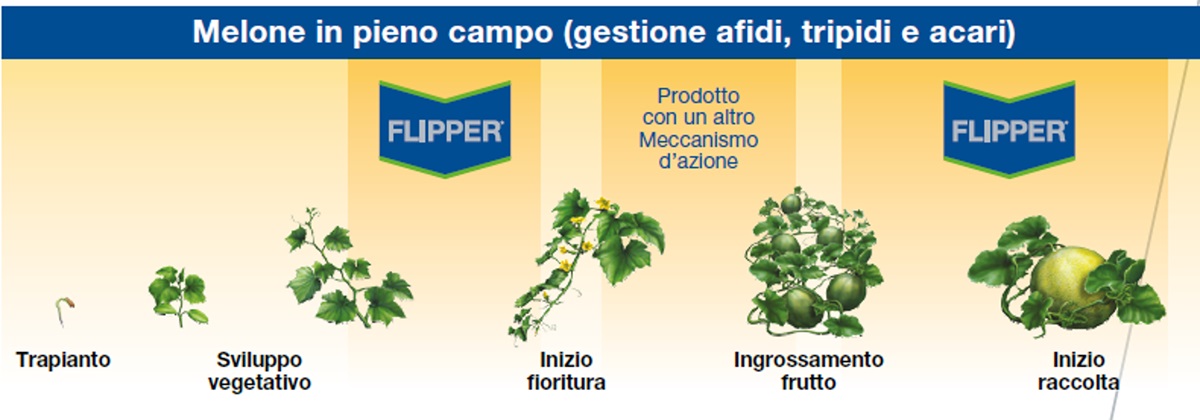 Insetticida biologico per difesa delle colture orticole da acari