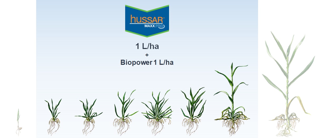 Impiego Hussar Maxx Pro