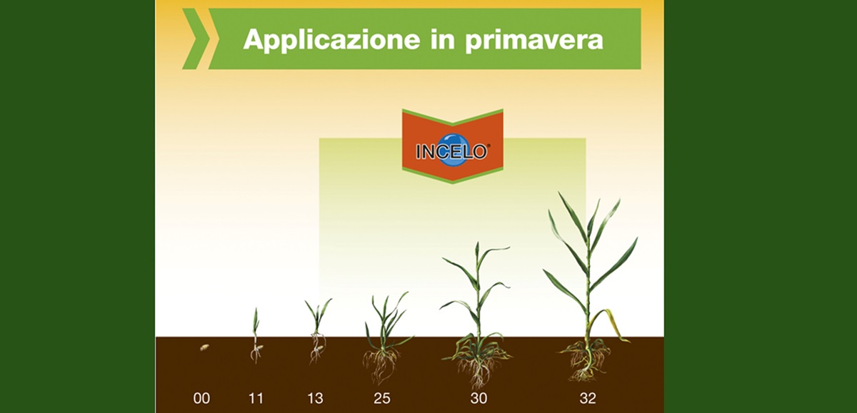 Applicazione in primavera di Incelo