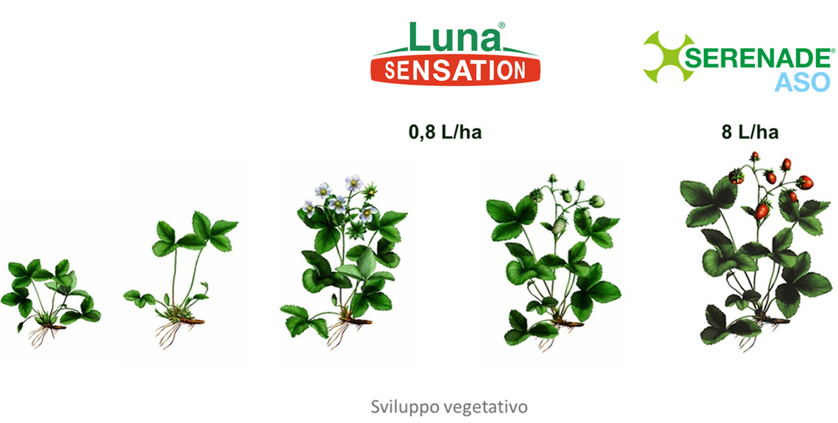 sviluppo vegetativo luna sensation serenade aso