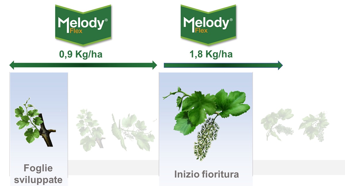 Impieghi Melody Flex