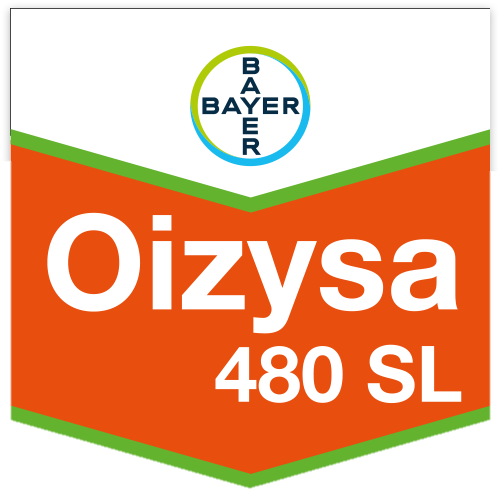 Oizysa 480 SL