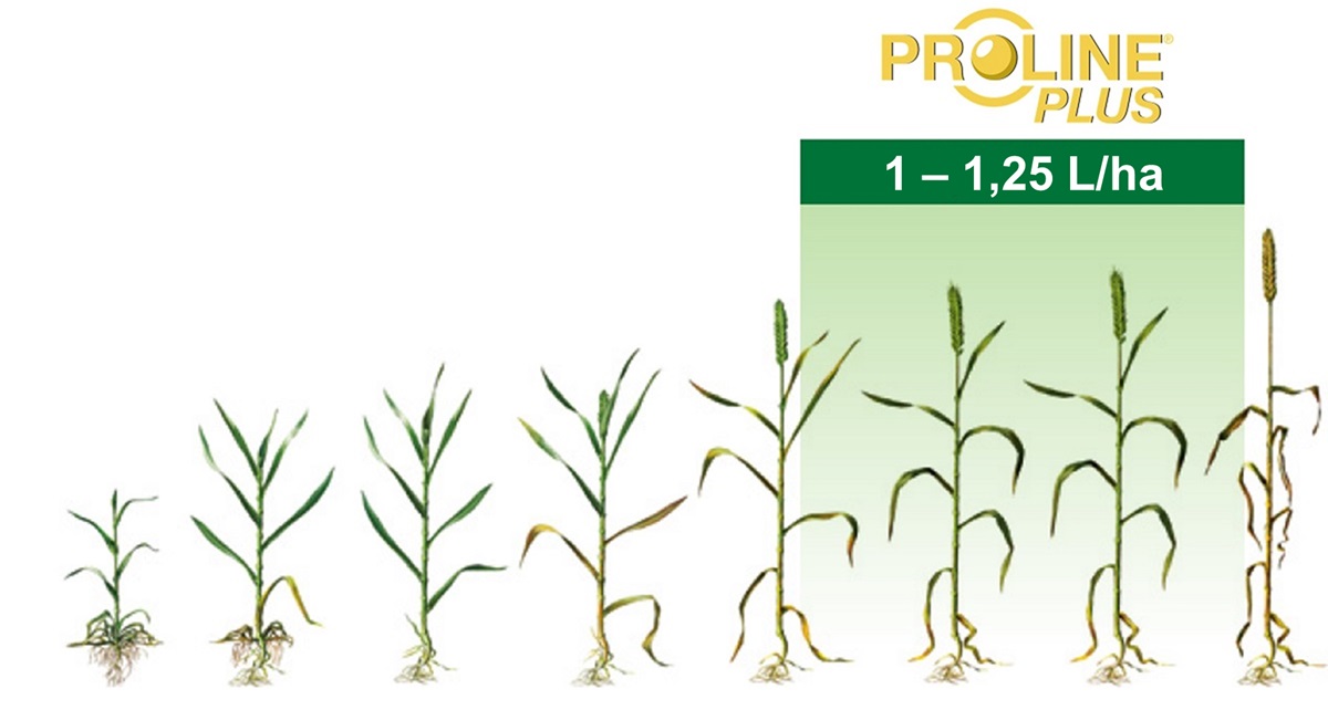 Proline plus impiego