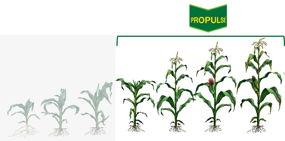 Impiego Propulse Mais